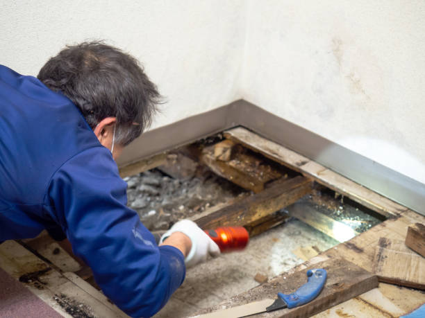 Best Commercial Mold Removal  in Campbell, MO