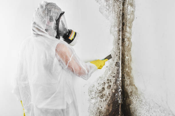 Best Certified Mold Removal  in Campbell, MO