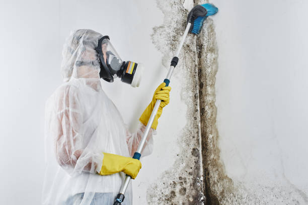 Best Mold Testing  in Campbell, MO