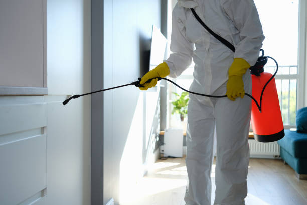 Best Toxic Mold Removal  in Campbell, MO
