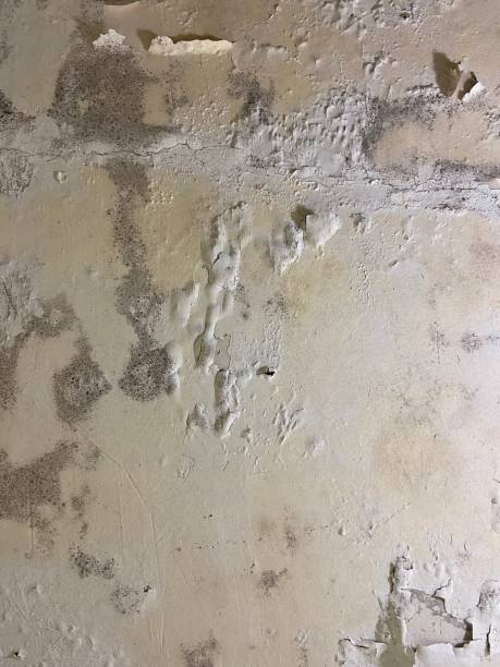 Best Emergency Mold Removal  in Campbell, MO