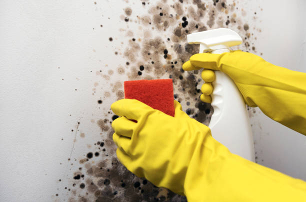 Best Black Mold Removal  in Campbell, MO