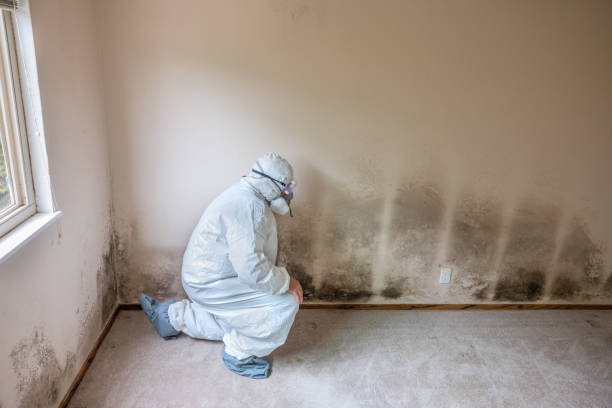Best Office Mold Removal Services  in Campbell, MO