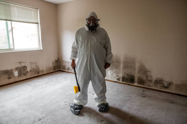 Trusted Campbell, MO Mold Removal Experts