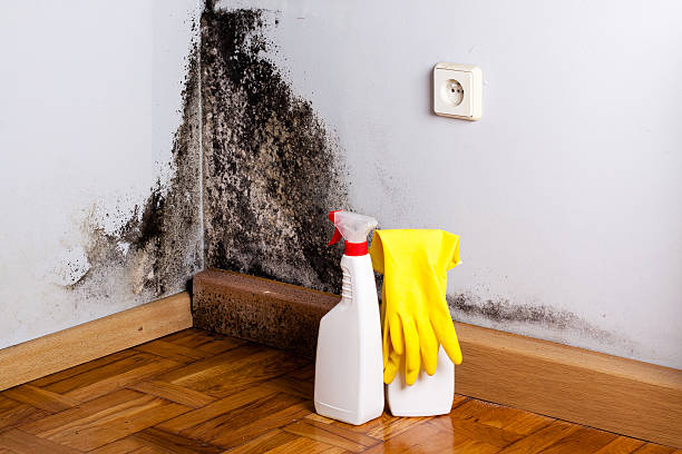 Best Professional Mold Removal  in Campbell, MO