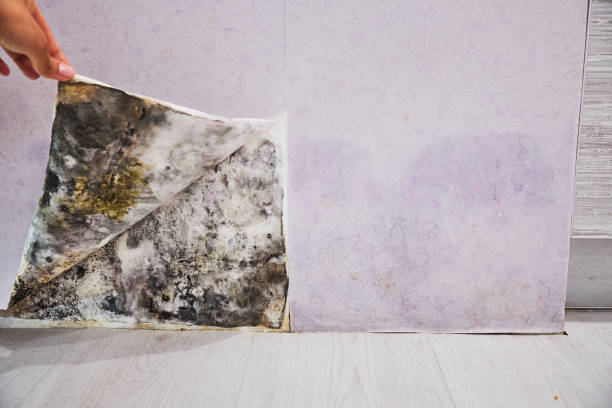 Mold Removal and Inspection in Campbell, MO